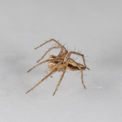 Oxyopes sp. (genus) at QPRC LGA - suppressed