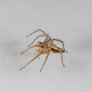 Oxyopes sp. (genus) at QPRC LGA - 19 May 2024