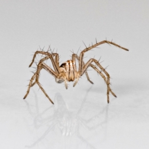 Oxyopes (genus) at QPRC LGA - suppressed