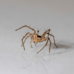 Oxyopes sp. (genus) at QPRC LGA - 19 May 2024