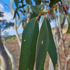 Eucalyptus pauciflora subsp. pauciflora (White Sally, Snow Gum) at Googong Foreshore - 20 May 2024 by BrianSummers