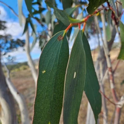 Eucalyptus pauciflora subsp. pauciflora (White Sally, Snow Gum) at Googong Foreshore - 20 May 2024 by BrianSummers