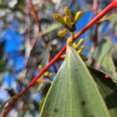 Eucalyptus pauciflora subsp. pauciflora at Googong Foreshore - 20 May 2024 02:30 PM