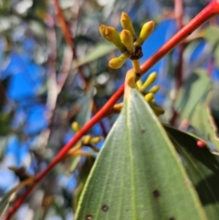 Eucalyptus pauciflora subsp. pauciflora at Googong Foreshore - 20 May 2024