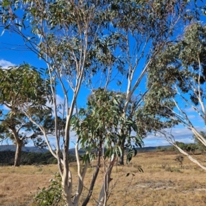 Eucalyptus pauciflora subsp. pauciflora at Googong Foreshore - 20 May 2024 02:30 PM