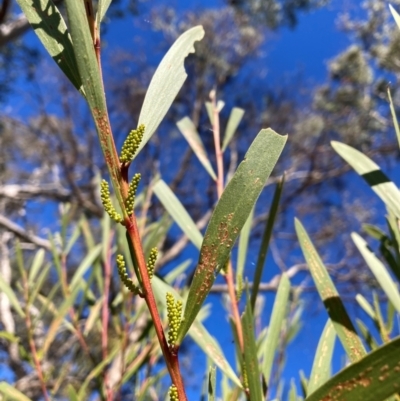 Acacia longifolia subsp. longifolia (Sydney Golden Wattle) at Hackett, ACT - 19 May 2024 by waltraud