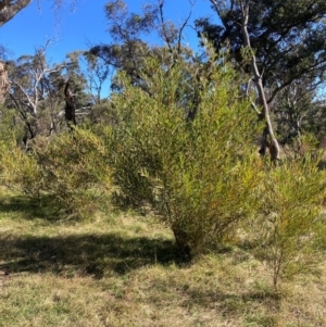 Acacia longifolia subsp. longifolia at Mount Ainslie - 19 May 2024