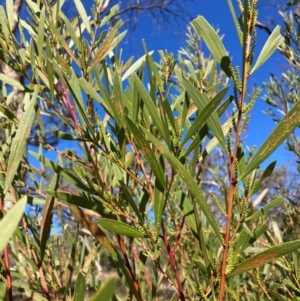 Acacia longifolia subsp. longifolia at Mount Ainslie - 19 May 2024