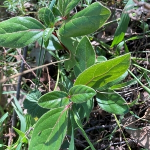 Viburnum tinus at Mount Ainslie - 19 May 2024