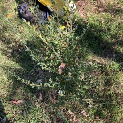 Ligustrum sinense (Narrow-leaf Privet, Chinese Privet) at Hackett, ACT - 19 May 2024 by waltraud