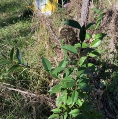 Ligustrum lucidum (Large-leaved Privet) at Hackett, ACT - 19 May 2024 by waltraud