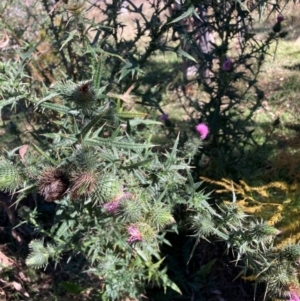 Cirsium vulgare at Mount Ainslie - 19 May 2024