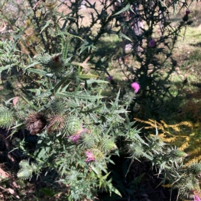 Cirsium vulgare at Hackett, ACT - 19 May 2024 by waltraud