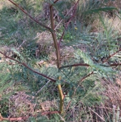 Acacia decurrens (Green Wattle) at Hackett, ACT - 19 May 2024 by waltraud