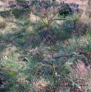 Acacia decurrens at Mount Ainslie - 19 May 2024