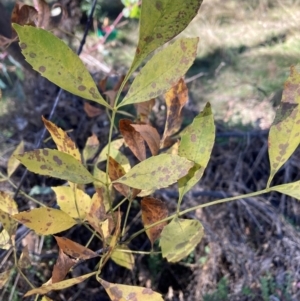 Fraxinus sp. at Mount Ainslie - 19 May 2024