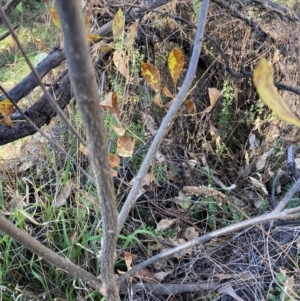 Fraxinus sp. at Mount Ainslie - 19 May 2024