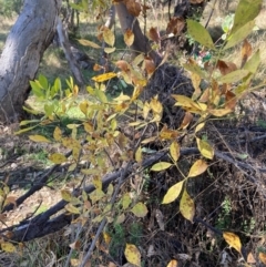 Fraxinus sp. at Mount Ainslie - 19 May 2024 01:06 PM