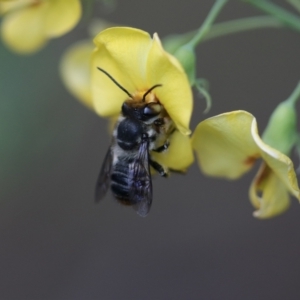 Megachile (Eutricharaea) maculariformis (Gold-tipped leafcutter bee) at Unanderra, NSW by PaperbarkNativeBees