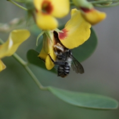 Megachile (Eutricharaea) maculariformis at Unanderra, NSW - 13 Oct 2019