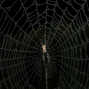 Unidentified Orb-weaving spider (several families) at suppressed by TimL