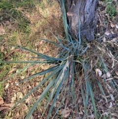Dianella sp. aff. longifolia (Benambra) at Mount Ainslie - 19 May 2024 by waltraud