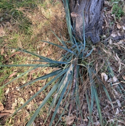 Dianella sp. aff. longifolia (Benambra) at Hackett, ACT - 19 May 2024 by waltraud