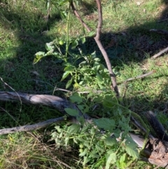 Solanum lycopersicum at Hackett, ACT - 19 May 2024 by waltraud