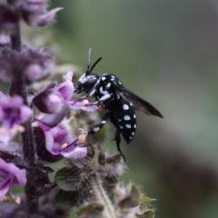 Thyreus lugubris (Domino Cuckoo Bee) at Unanderra, NSW - 7 Mar 2022 by PaperbarkNativeBees