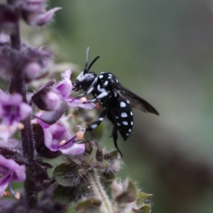 Thyreus lugubris at Unanderra, NSW - suppressed