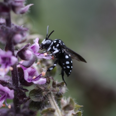 Thyreus lugubris (Domino Cuckoo Bee) at suppressed - 7 Mar 2022 by PaperbarkNativeBees
