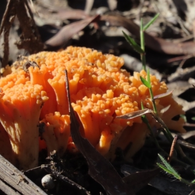 Ramaria sp. (genus) (A Coral fungus) at Wingecarribee Local Government Area - 20 May 2024 by SandraH