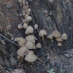 Unidentified Cap on a stem; gills below cap [mushrooms or mushroom-like] at Bowral, NSW - 20 May 2024 by SandraH