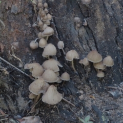 Unidentified Cap on a stem; gills below cap [mushrooms or mushroom-like] at Bowral - 20 May 2024 by SandraH