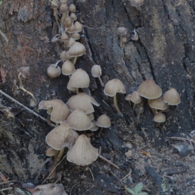 Unidentified Cap on a stem; gills below cap [mushrooms or mushroom-like] at Bowral - 20 May 2024 by SandraH