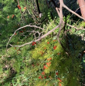 Asparagus officinalis at Mount Ainslie - 19 May 2024