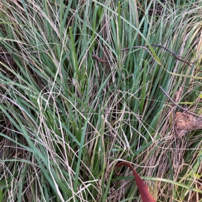 Nassella neesiana (Chilean Needlegrass) at Mount Ainslie - 19 May 2024 by waltraud