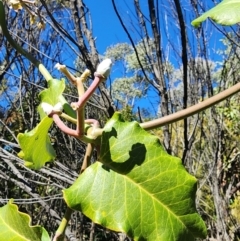 Araujia sericifera at Mount Taylor - 20 May 2024 by HarleyB