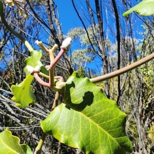 Araujia sericifera (Moth Plant) at Mount Taylor by HarleyB