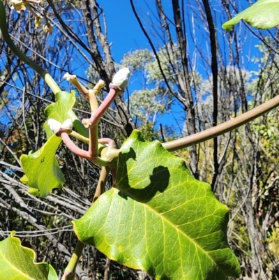 Araujia sericifera (Moth Plant) at Narrabundah, ACT - 20 May 2024 by HarleyB