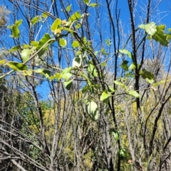 Araujia sericifera at Mount Taylor - 20 May 2024 11:33 AM