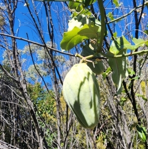 Araujia sericifera at Mount Taylor - 20 May 2024