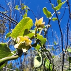 Araujia sericifera at Mount Taylor - 20 May 2024