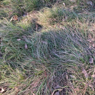 Nassella neesiana (Chilean Needlegrass) at Hackett, ACT - 19 May 2024 by waltraud