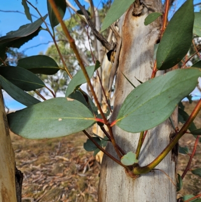 Eucalyptus pauciflora subsp. pauciflora (White Sally, Snow Gum) at Burra, NSW - 20 May 2024 by BrianSummers