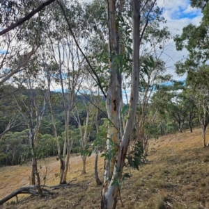 Eucalyptus pauciflora subsp. pauciflora at Googong Foreshore - 20 May 2024