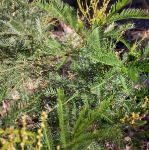 Acacia decurrens at suppressed by waltraud