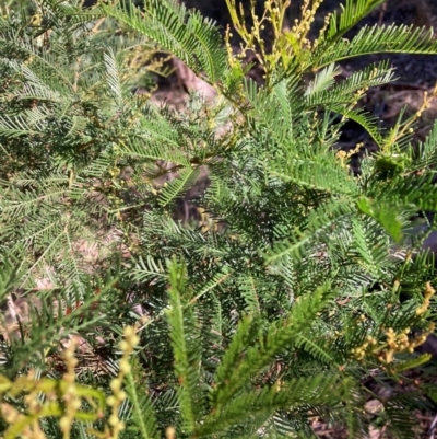 Acacia decurrens (Green Wattle) at Hackett, ACT - 19 May 2024 by waltraud