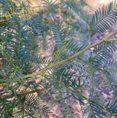 Acacia decurrens at Mount Ainslie - 19 May 2024