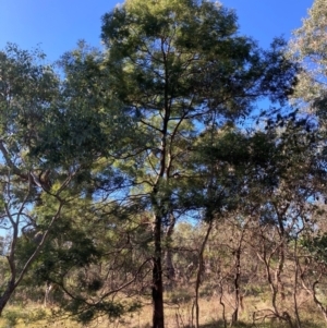 Acacia decurrens at Mount Ainslie - 19 May 2024
